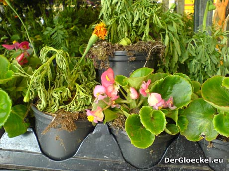 ein bedrückendes Bild - das "Warenangebot" von Pflanzen bei PENNY | Foto: DerGloeckel.eu